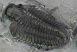 Bargain, Calymene Niagarensis Trilobite Molt - New York #99018-4